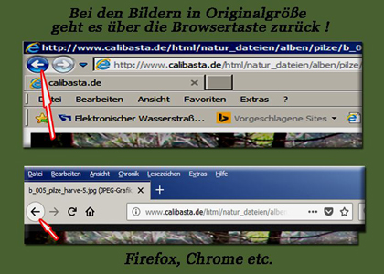 b_browser-back2.jpg