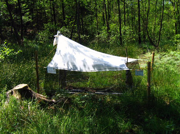 n_12_insek-zählen_2006.jpg