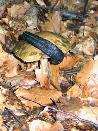 n_14_kö_J100_hbuch-schneck.jpg