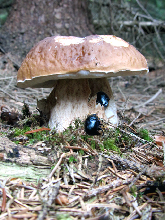 n_15_pilzfres-mkäfer2.jpg
