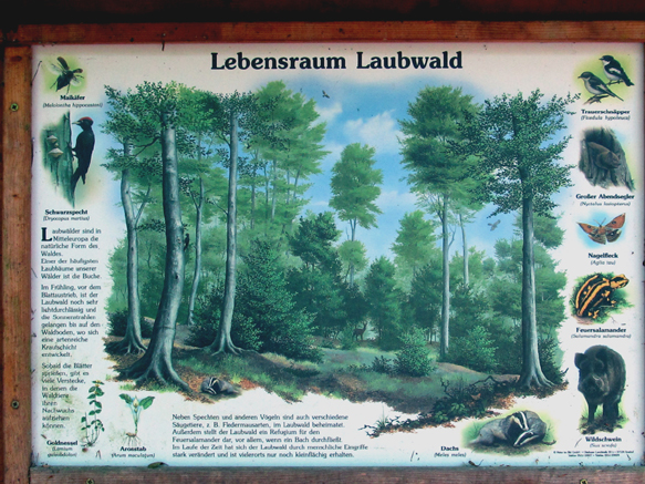 n_20_kö_inf-laubwald.jpg
