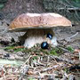 15_pilzfres-mkäfer2.jpg