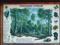 20_kö_inf-laubwald.jpg