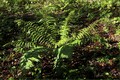 26_kö_J92-wurmfarne-.jpg