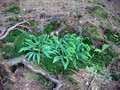 28_J89-rippenfarn1.jpg