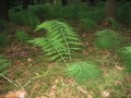 29_kö_J92-waldschachlhalm.jpg