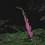 31_kö_J89_08-2008.jpg