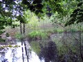 64_kö_J51_juni-06_ratweiher.jpg