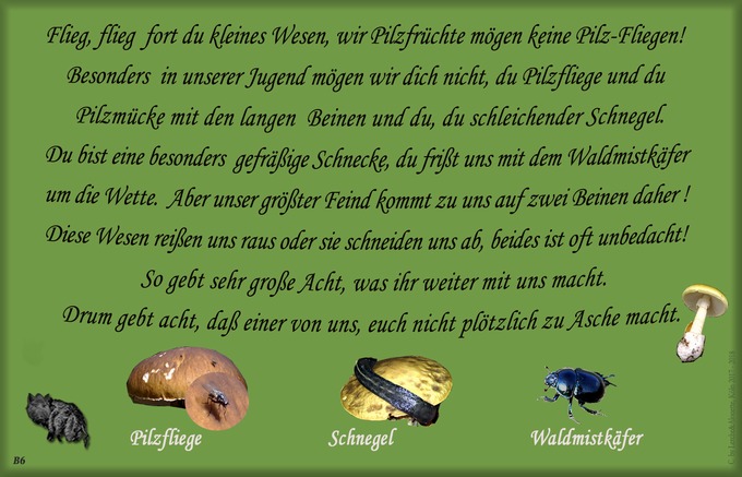 n_006_pilze_text-6.jpg