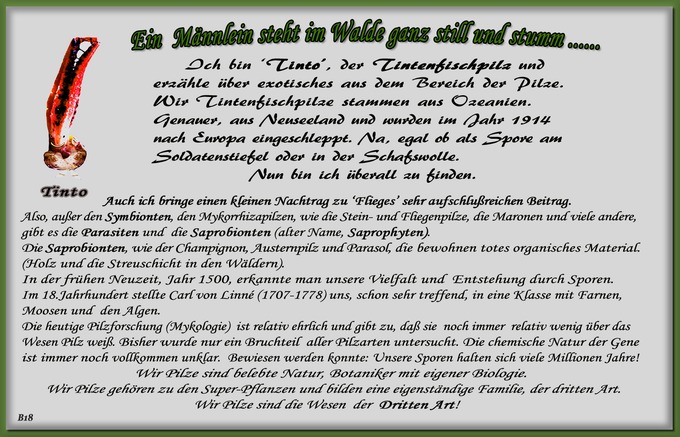 n_018_pilze_text-18.jpg