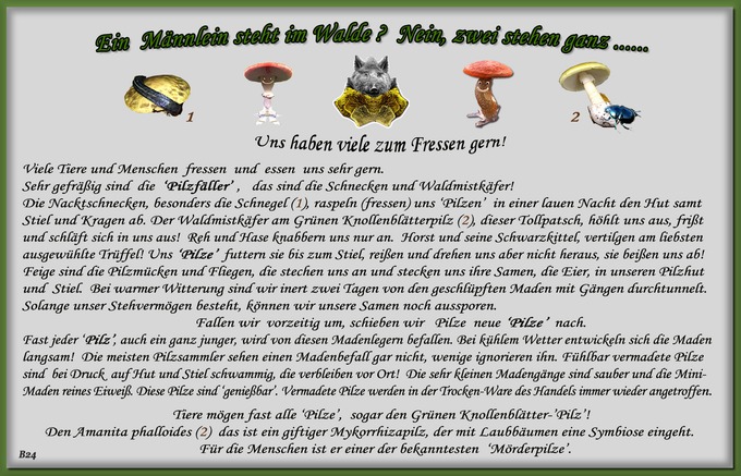 n_024_pilze_text-24.jpg