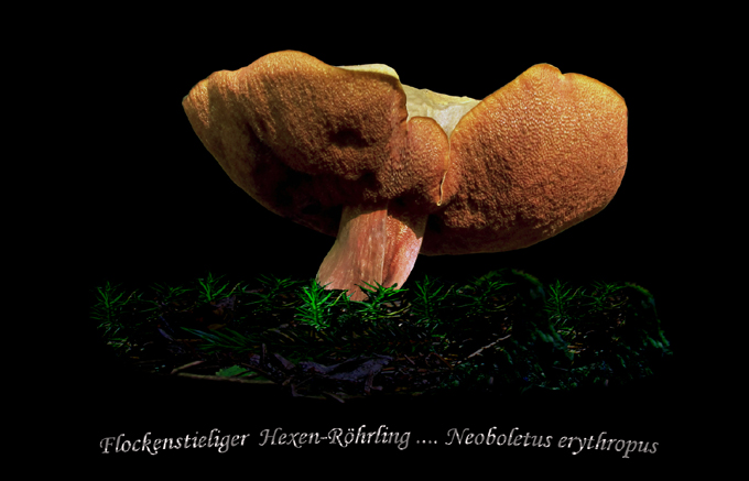 n_106_p12_fhr1-12.jpg