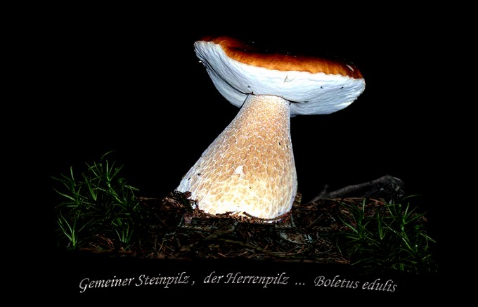 n_215_p24_stp1-17.jpg