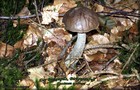 036_p01_bp4-6.jpg