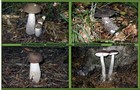 037_p01_bp5-6.jpg