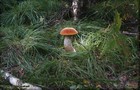 041_p02_brk3-5.jpg
