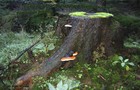 061_p06_fpo5-6.jpg