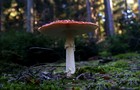 068_p07_fp6-15.jpg