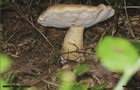 081_p08_ga4-10.jpg