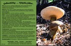 087_p08_ga10-10.jpg