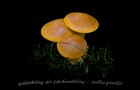 088_p09_gor1-4.jpg