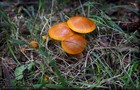 089_p09_gor2-4.jpg
