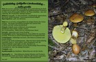 091_p09_gor4-4.jpg