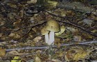 095_p10_hbr4-5.jpg