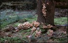 098_p11_ha2-9.jpg