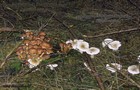 099_p11_ha3-9.jpg