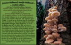 100_p11_ha4-9.jpg