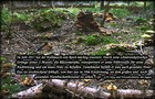 102_p11_ha6-9.jpg