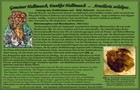 105_p11_ha9-9.jpg