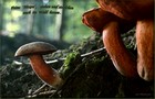 110_p12_fhr5-12.jpg