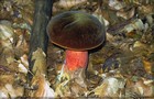 113_p12_fhr8-12.jpg