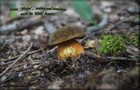 114_p12_fhr9-12.jpg