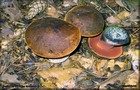 115_p12_fhr10-12.jpg
