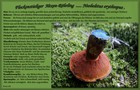 116_p12_fhr11-12.jpg