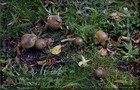 121_p12_nhr4-7.jpg