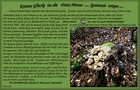 126_p13_krg2-6.jpg