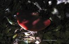152_p16_oz2-7.jpg