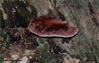 156_p16_oz6-7.jpg