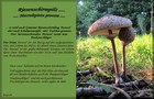 159_p17_par2-12.jpg