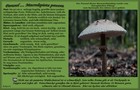 169_p17_par12-12.jpg