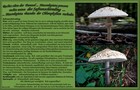 171_p17_saf2-2.jpg