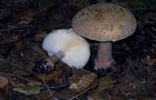 174_p18_pp3-15.jpg