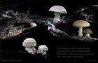 182_p18_pp11-15.jpg