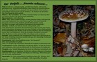 185_p18_pp14-15.jpg