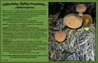 191_p19_pfr5-5.jpg