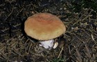 208_p22_ss4-5.jpg